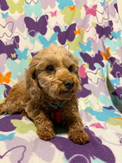 CELESTE - Poodle (Toy) for adoption in Racine