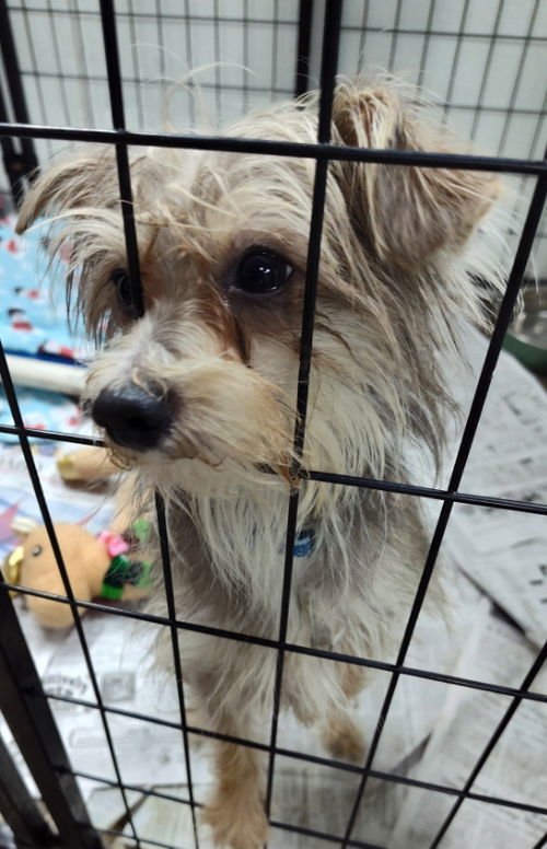 MIRACLE MARS - Yorkshire Terrier Yorkie available for adoption