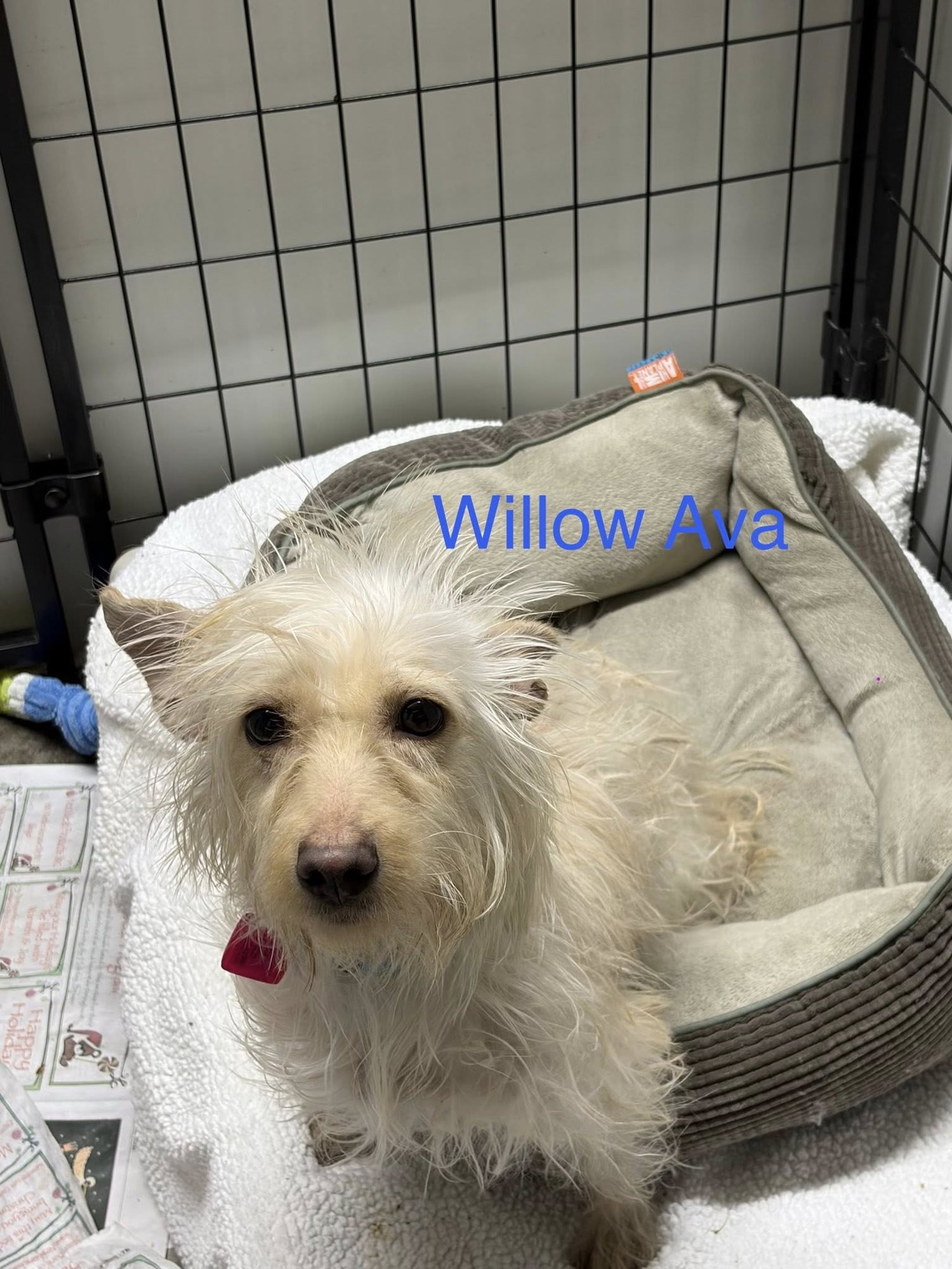 WILLOW AVA - Cairn Terrier / Dachshund available for adoption