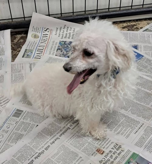 COCONUT - Maltese / Poodle (Miniature) for adoption in Racine