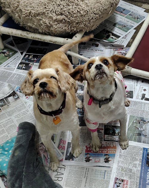 INCREDIBERRY - ADOPTION PENDING