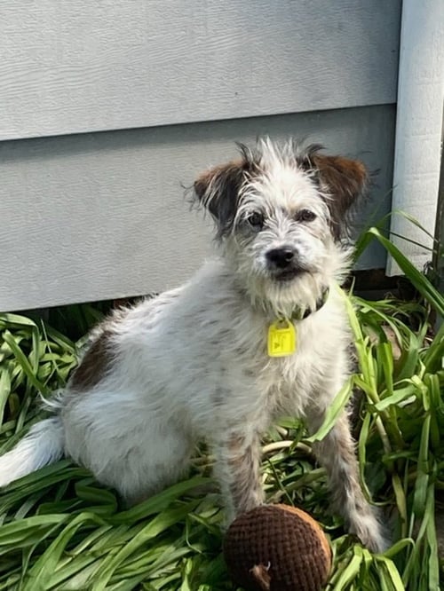 DAHLIA - Poodle (Miniature) / Springer Spaniel available for adoption