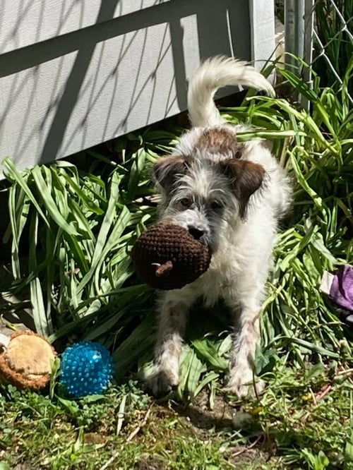 DAHLIA - Poodle (Miniature) / Springer Spaniel available for adoption
