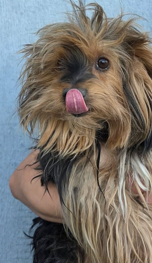 MR TOODLES - Yorkshire Terrier Yorkie for adoption in Racine