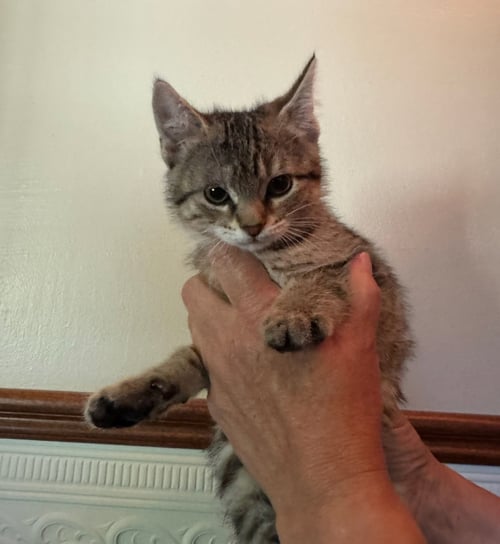 TIGRESS KITTEN - Domestic Short Hair for adoption in Racine