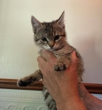 Tigress Kitten - Photo 3