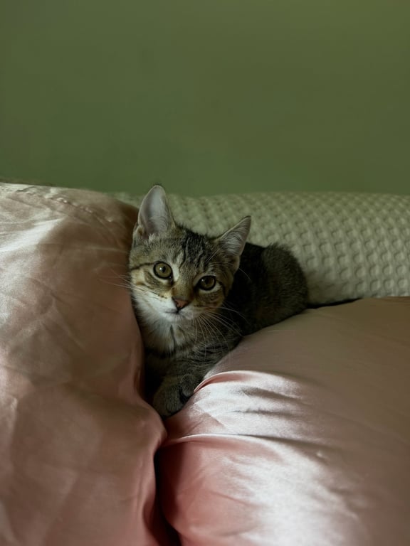 Tigress Kitten Image
