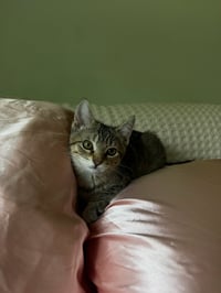 Tigress Kitten - Photo 1