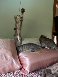 Tigress Kitten - Photo 2