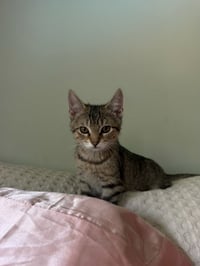 Tigress Kitten - Photo 4