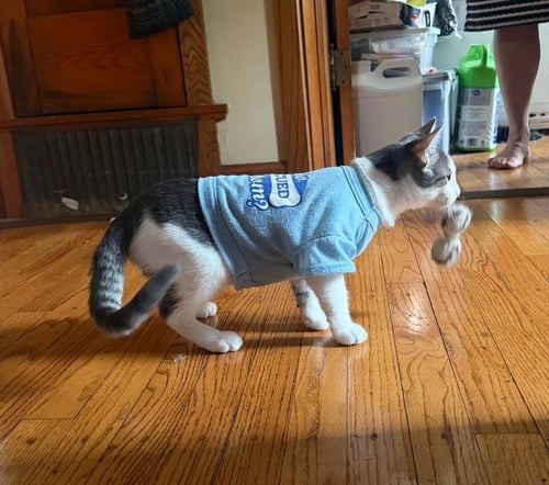 MAVERICK KITTEN - Domestic Short Hair available for adoption