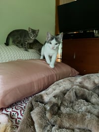 Maverick Kitten - Photo 2