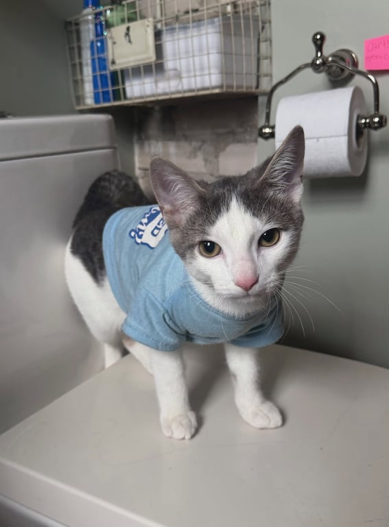 Maverick Kitten Image