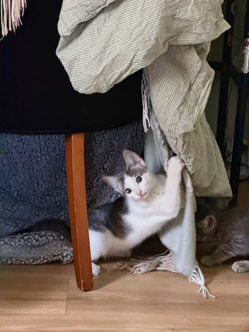 MAVERICK KITTEN - Domestic Short Hair for adoption in Racine