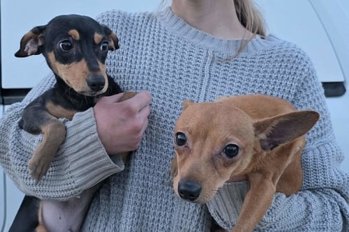 PACINO - Chihuahua / Miniature Pinscher available for adoption