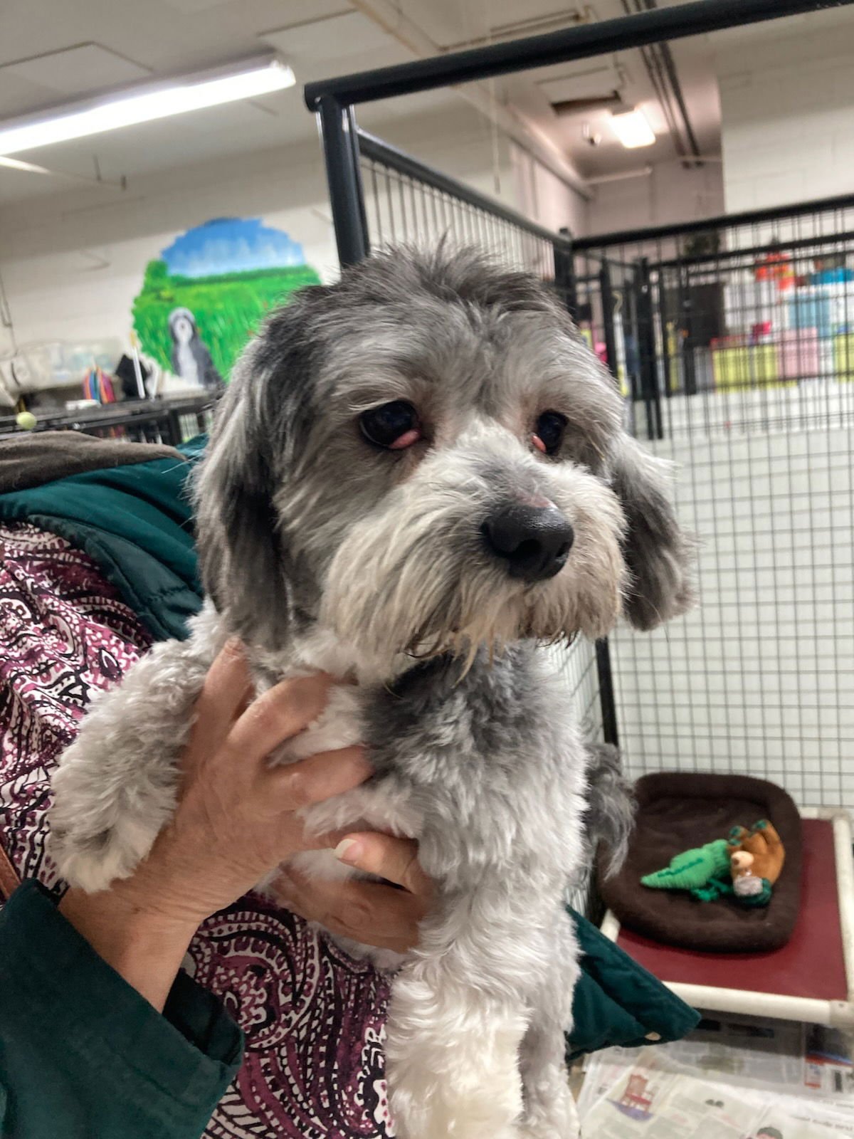 LICORICE - Lhasa Apso / Shih Tzu available for adoption