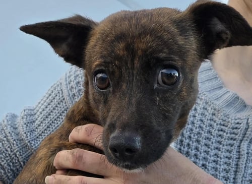 CLAIRE - Chihuahua available for adoption