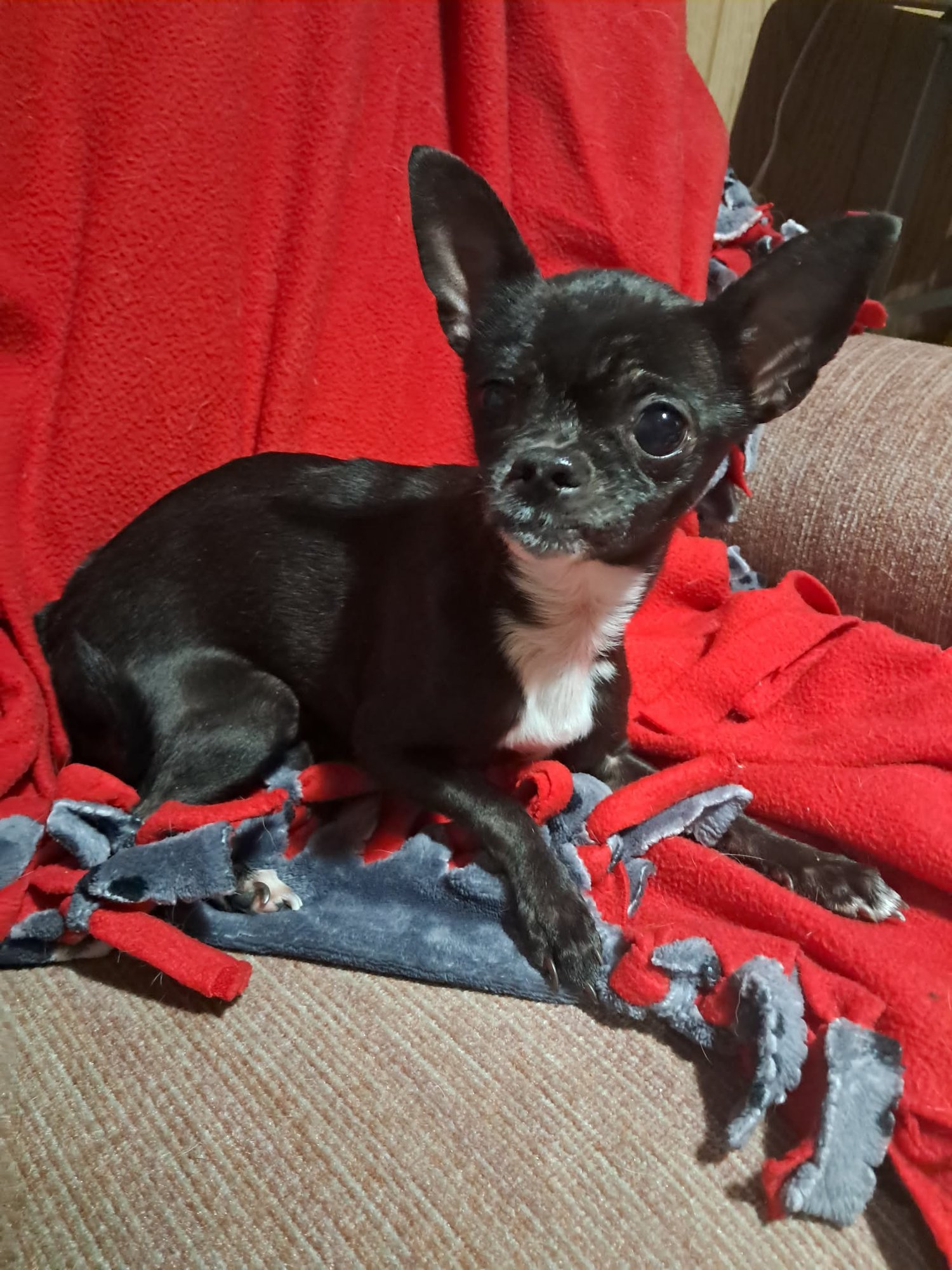 NIMBLE - Chihuahua available for adoption