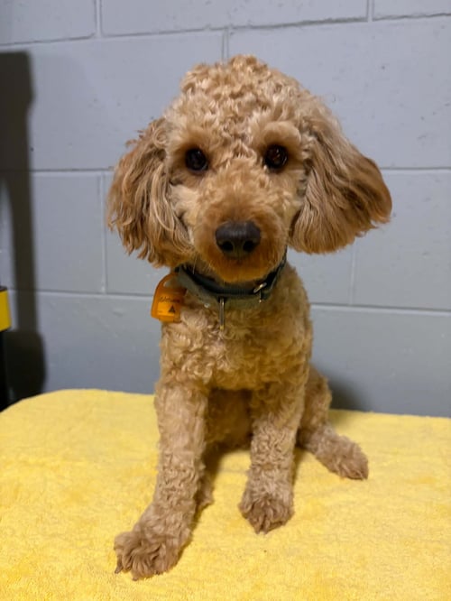 EDELWEISS - Poodle (Miniature) for adoption in Racine