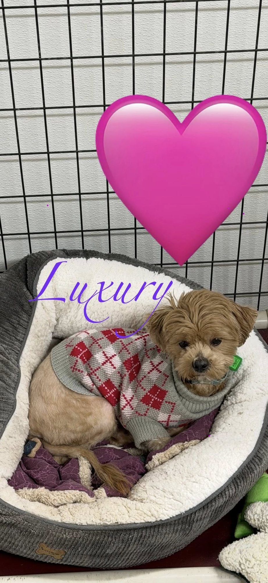 LUXURY - Cavalier King Charles Spaniel / Shih Tzu available for adoption