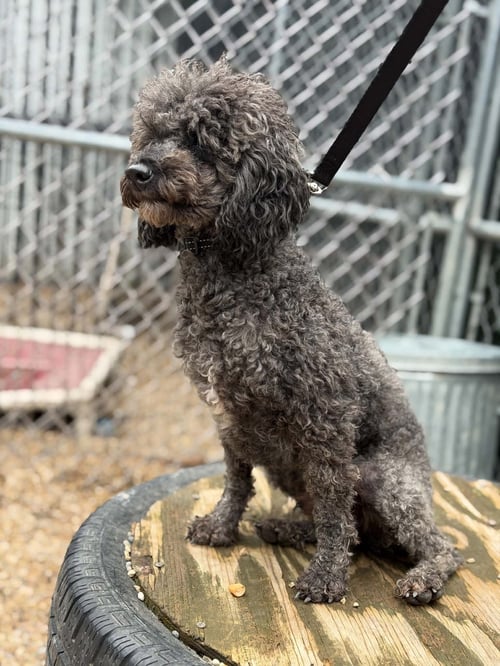 ASH - Poodle (Miniature) for adoption in Milwaukee