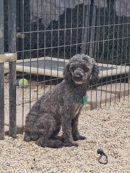 ASH - Poodle (Miniature) for adoption in Racine