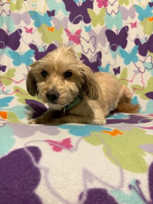 MACHA - Poodle (Miniature) / Golden Retriever for adoption in Racine