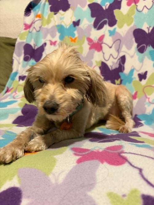 MACHA - Poodle (Miniature) / Golden Retriever available for adoption