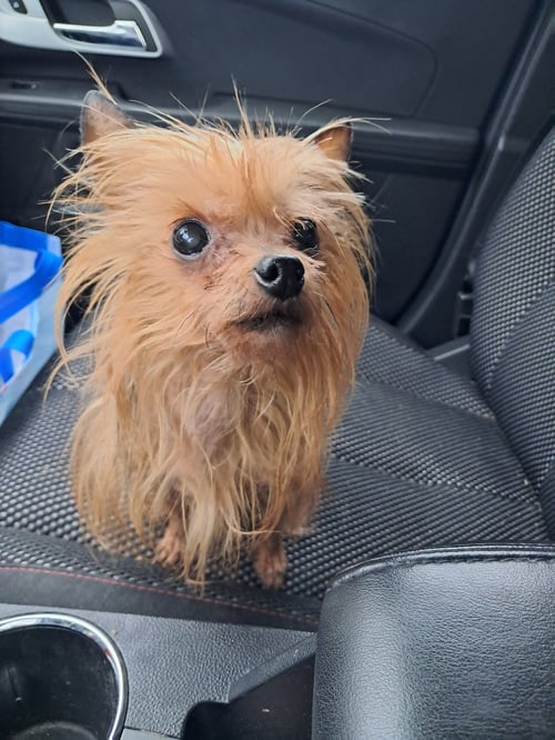 TINKERBELL - Yorkshire Terrier Yorkie available for adoption
