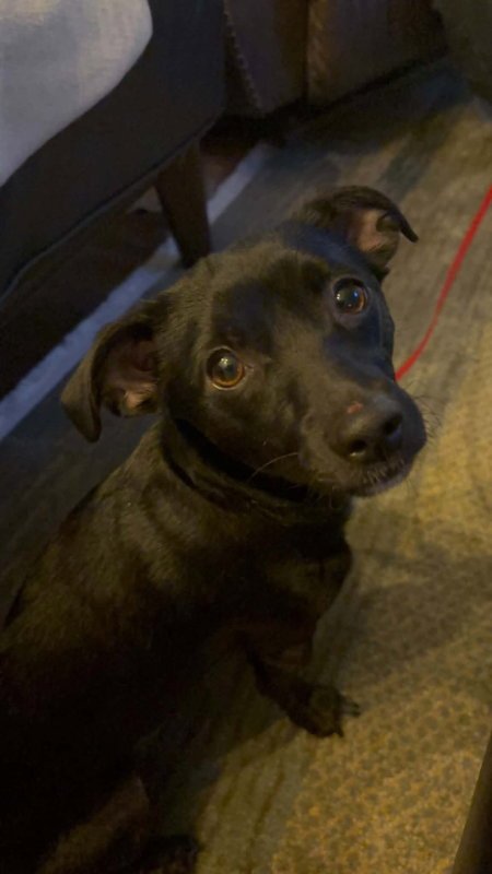 CHICORY - Chihuahua for adoption in Racine