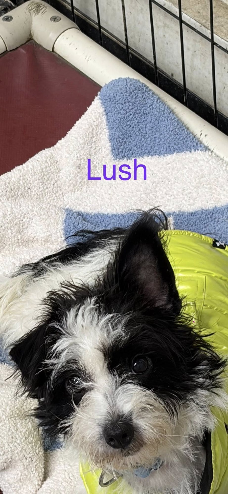 LUSH - Chihuahua / Poodle (Miniature) available for adoption