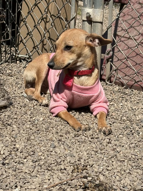 PIXIE - Chihuahua available for adoption