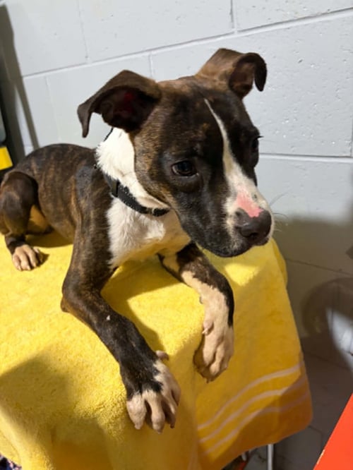 MAGNOLIA - Pit Bull Terrier / Terrier available for adoption