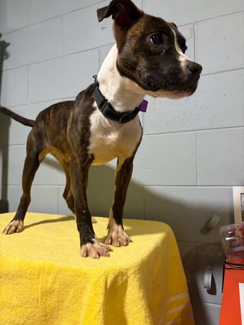 MAGNOLIA - Pit Bull Terrier / Terrier available for adoption