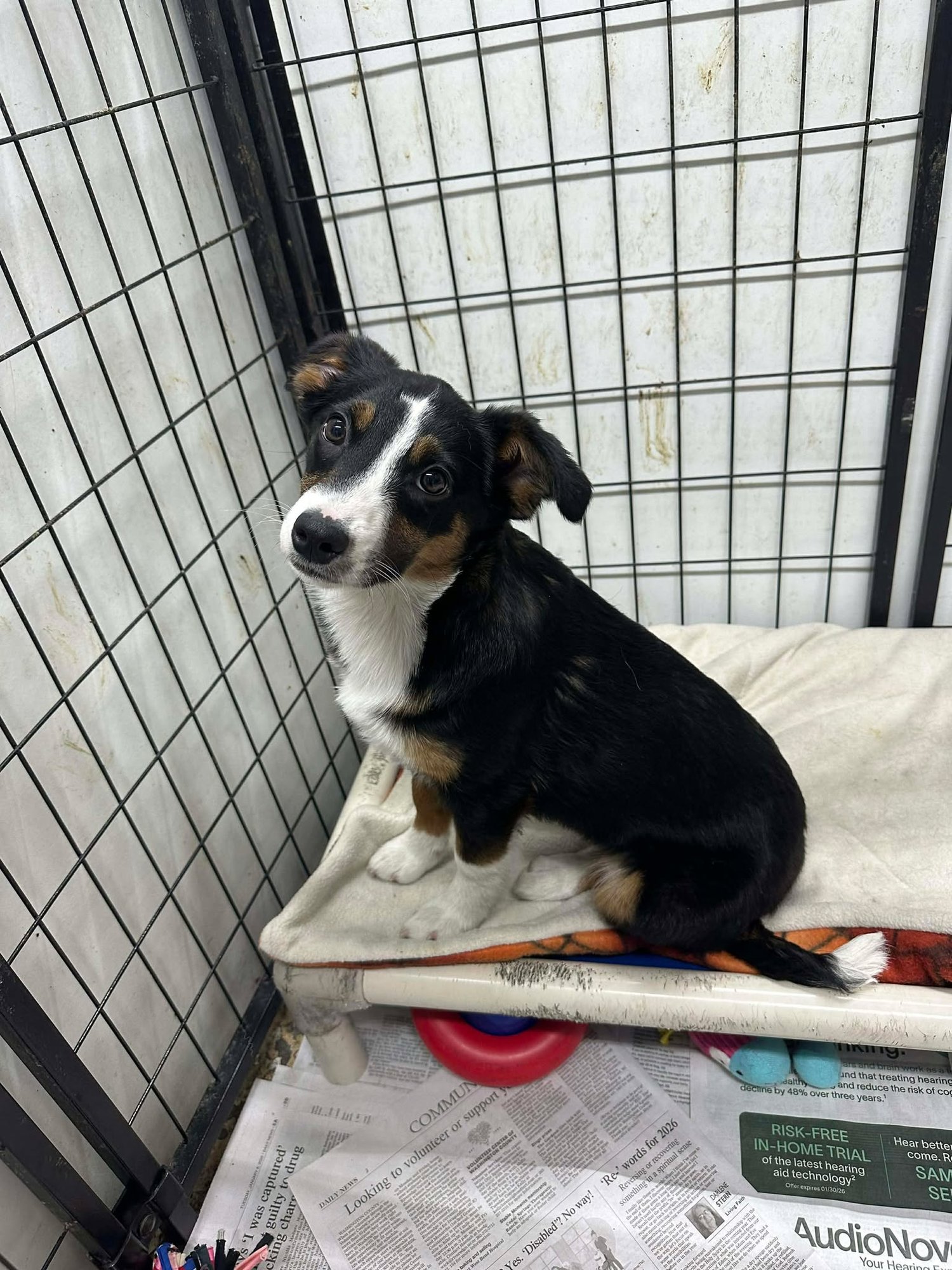 ZARA - Australian Shepherd available for adoption