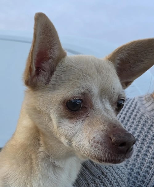 CHIMICHANGA - Chihuahua available for adoption
