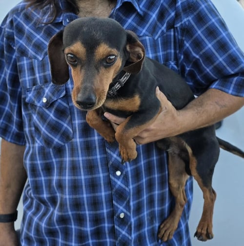 SCOOTER - Dachshund available for adoption