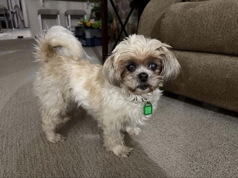 TABITHA - PARTIAL SPONSOR - Poodle (Miniature) / Shih Tzu available for adoption