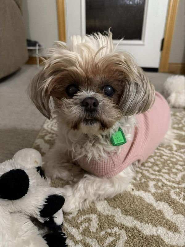 TABITHA - PARTIAL SPONSOR - Poodle (Miniature) / Shih Tzu available for adoption