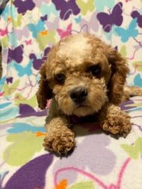 Goldie - Photo 2