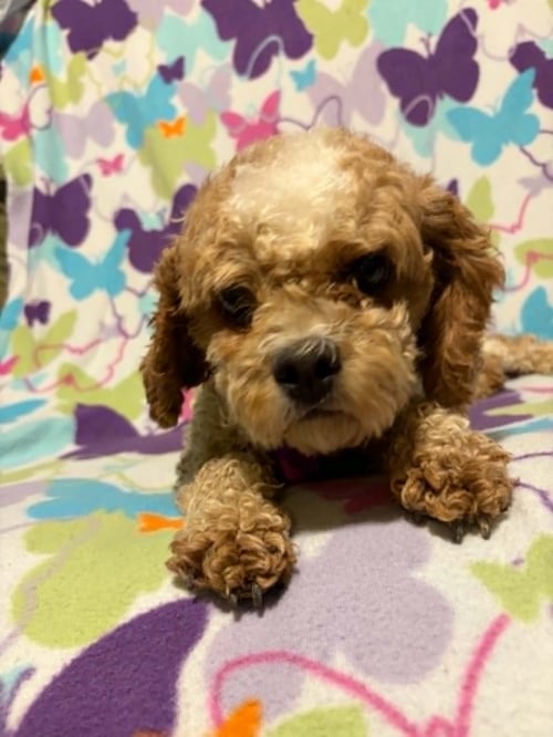 GOLDIE - Cavalier King Charles Spaniel / Poodle (Miniature) available for adoption