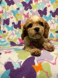 Goldie - Photo 3