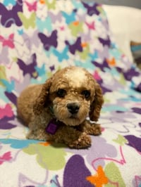 Goldie - Photo 4