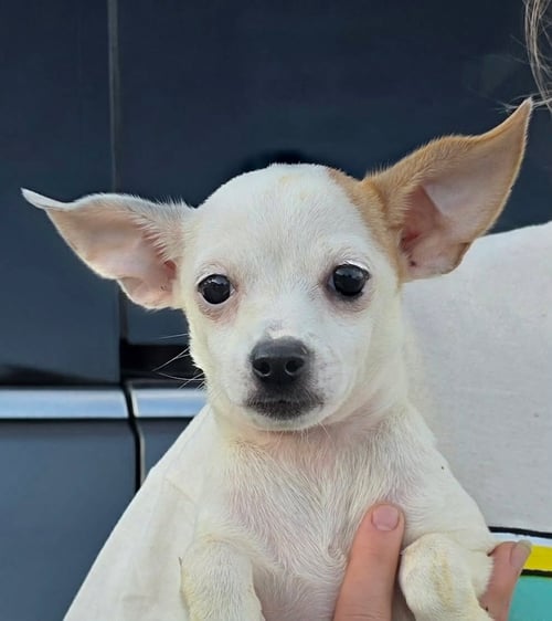 FERN, THISTLE - Chihuahua / Dachshund for adoption in Milwaukee