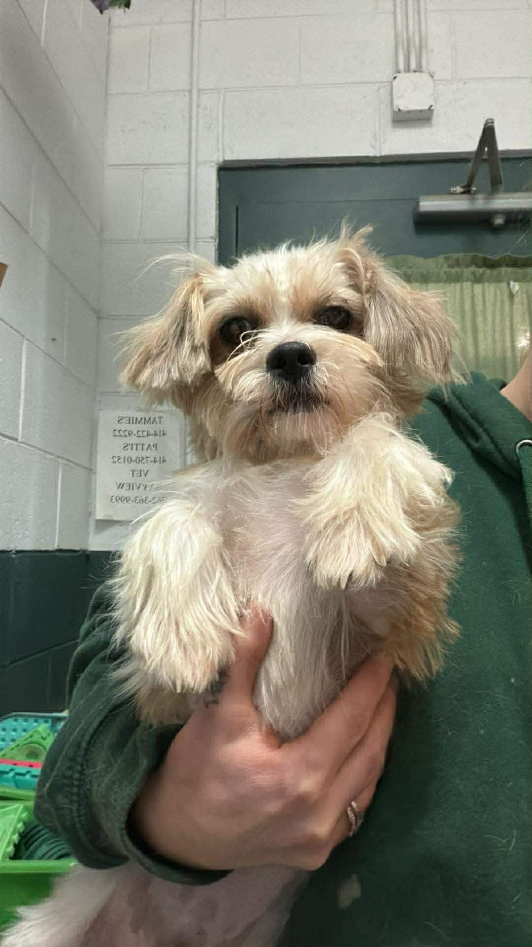 SPIKE - Shih Tzu / Yorkshire Terrier Yorkie available for adoption