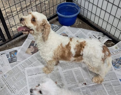 HAZEL - Cavalier King Charles Spaniel / Poodle (Miniature) for adoption in Racine
