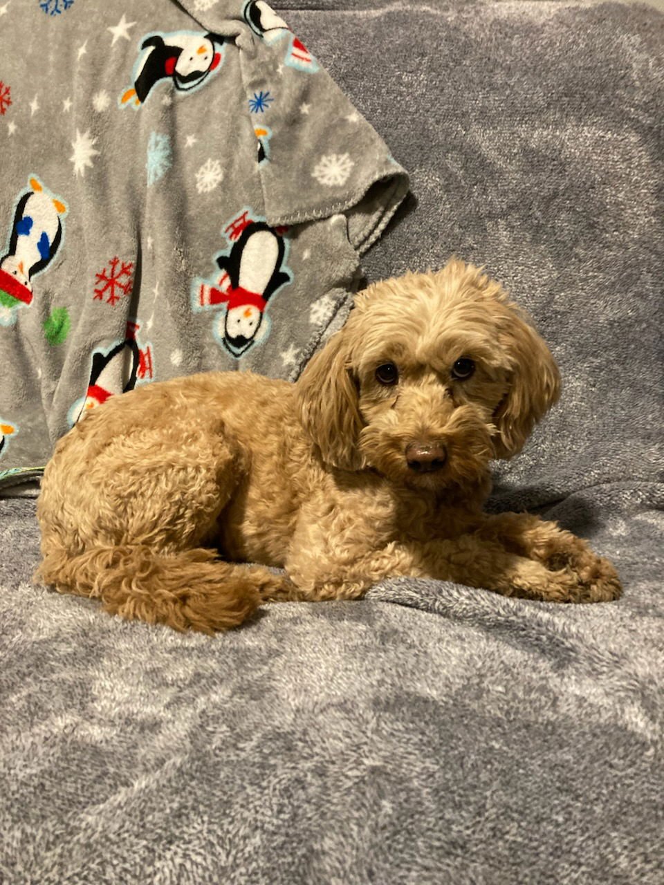 NATALIA - Poodle (Miniature) / Golden Retriever available for adoption