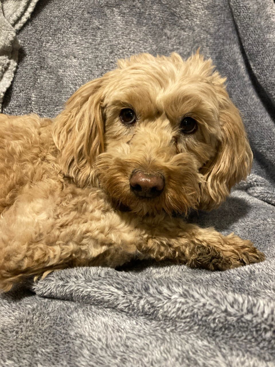 NATALIA - Poodle (Miniature) / Golden Retriever available for adoption