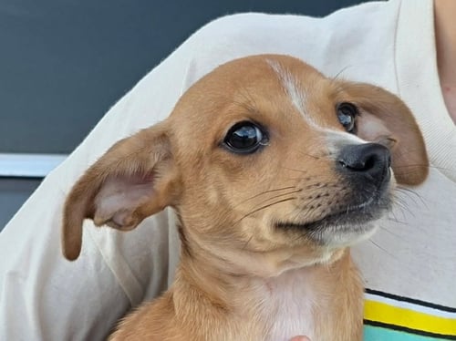 ACORN, BIRCH, MOSS - Chihuahua / Dachshund for adoption in Milwaukee