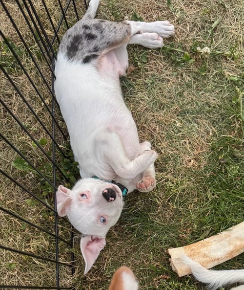 ASTER - Chihuahua / Dachshund for adoption in Milwaukee